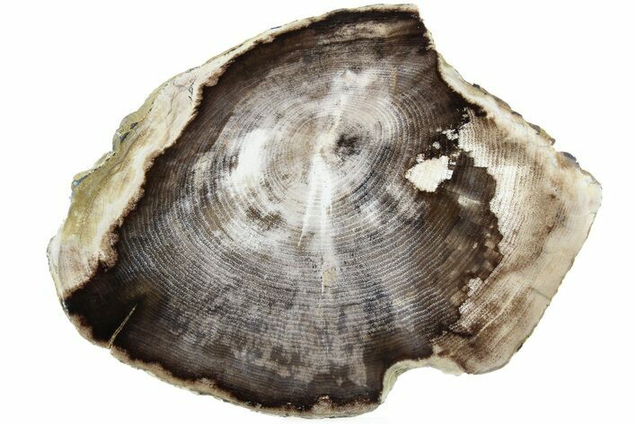 Polished Petrified Wood Round - MacDonald Ranch, Oregon #185106